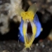 eel_ribbon_bhr_tam_v_0225_bal6045.jpg